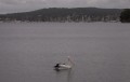 0126-1614 Lake Macquarie (1264937)